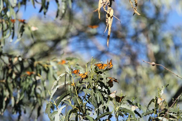 Motýlí migrace v přírodě — Stock fotografie