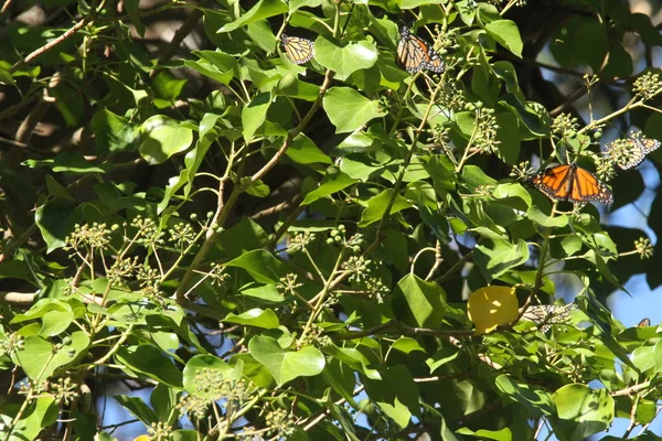 Motýlí migrace v přírodě — Stock fotografie