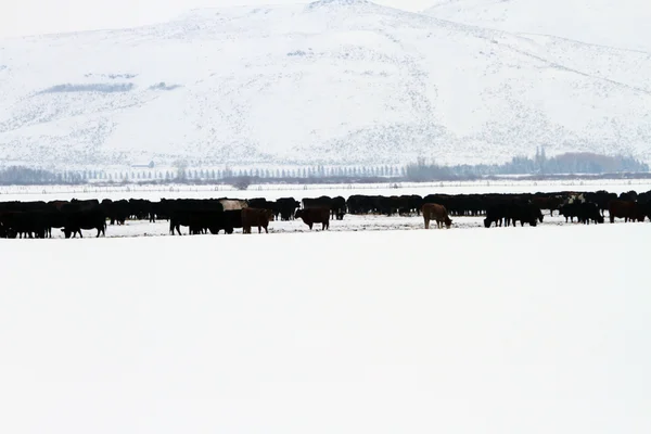 Zuiden van Idaho in de winter — Stockfoto