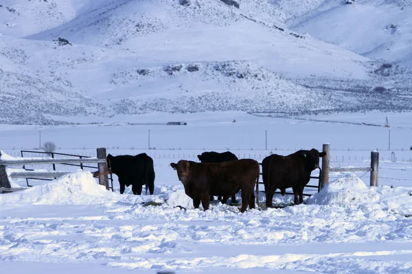 Południowej Idaho w zimie — Zdjęcie stockowe