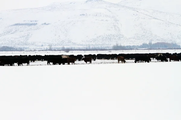 Южный Айдахо зимой Лицензионные Стоковые Изображения