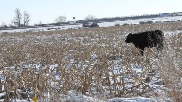 Корови пасуться в полі — стокове відео