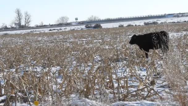 Cows grazing in field — Stock Video