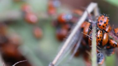 Bayan böcek California