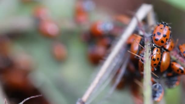 Coccinelles en californie — Video