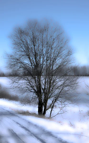 一棵树站在路边的冬天 — 图库照片