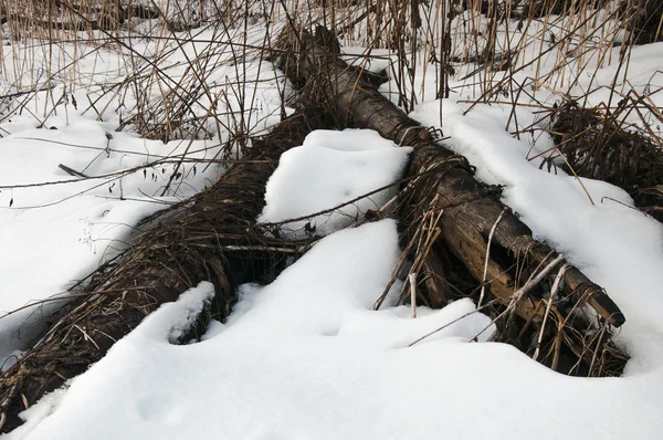 冬は川の近くに横たわってツリー — ストック写真