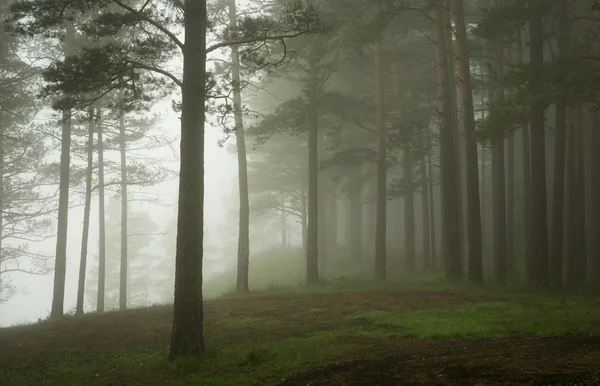 Morgen im Kiefernwald — Stockfoto