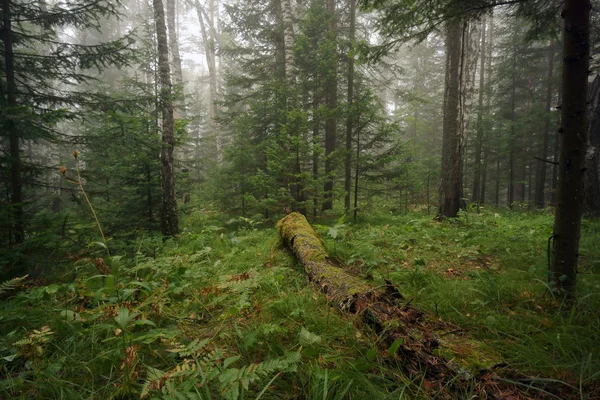 Ranek w lesie — Zdjęcie stockowe