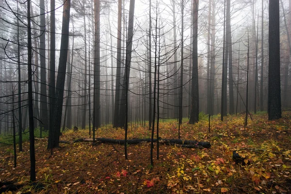 Árvores queimadas na floresta de outono — Fotografia de Stock