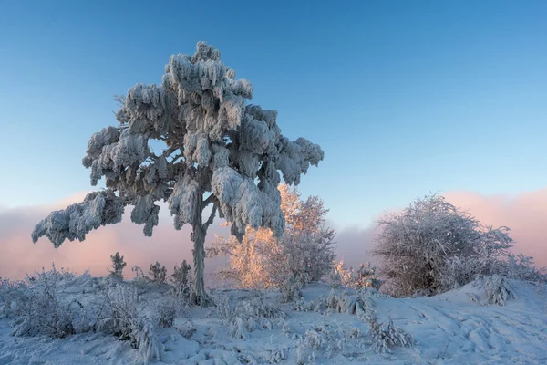 Дерево с ветвями, покрытыми снегом — стоковое фото