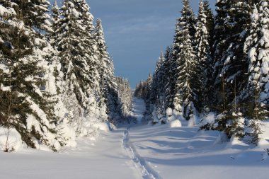 Güneşli havalarda karla kaplı ağaçlar