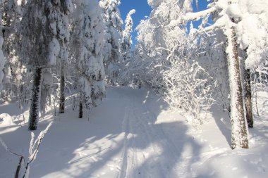 Güneşli havalarda karla kaplı ağaçlar