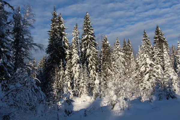 Bomen bedekt met sneeuw in zonnig weer Stockfoto