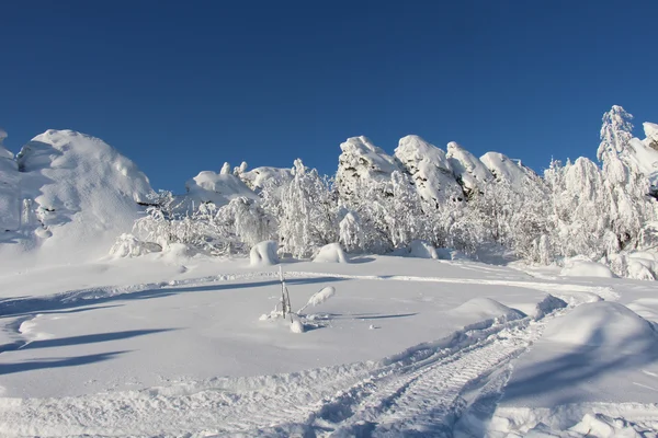 Árvores cobertas de neve em tempo ensolarado — Fotografia de Stock