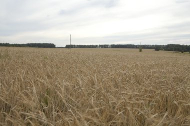 Alan hasat önce olgun buğday kulak.