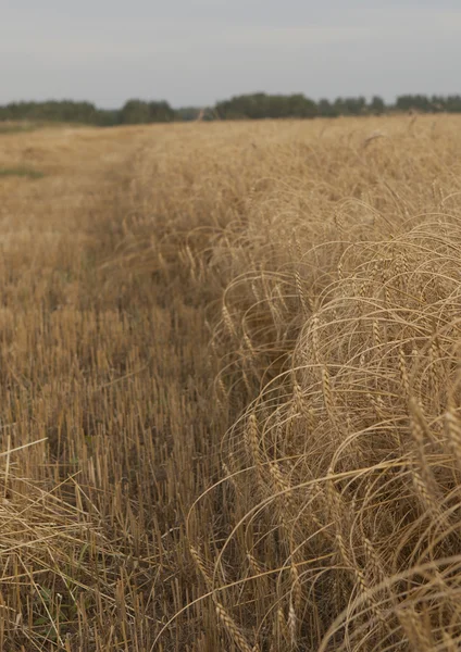 Feld der reifen Weizenähren vor der Ernte. — Stockfoto