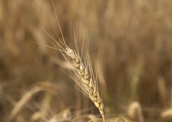 Alan hasat önce olgun buğday kulak. — Stok fotoğraf
