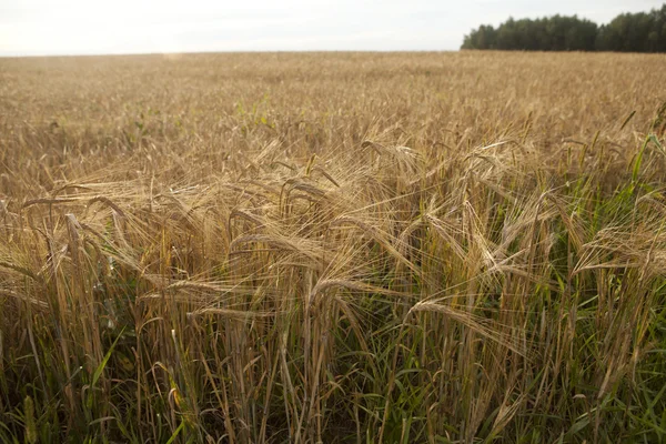Feld der reifen Weizenähren vor der Ernte. — Stockfoto