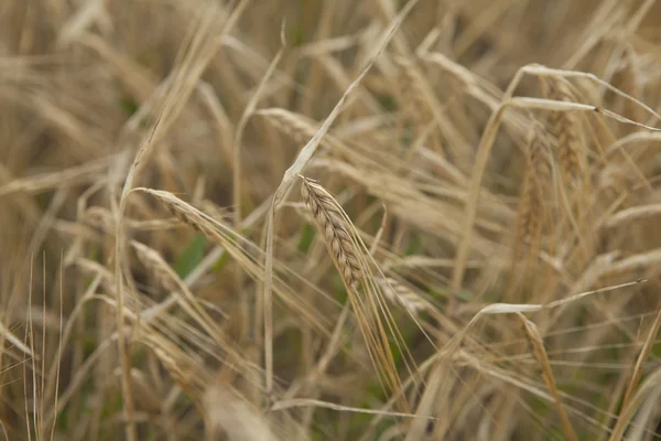 Alan hasat önce olgun buğday kulak. — Stok fotoğraf