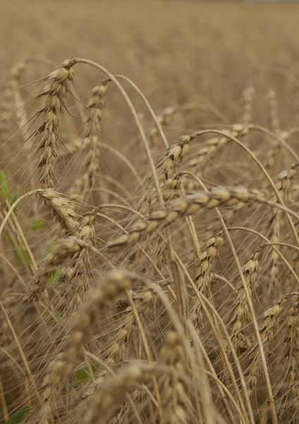 Alan olgun buğday kulak. Hasat. — Stok fotoğraf