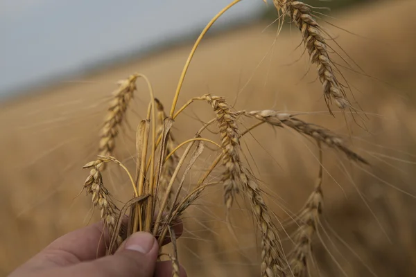 Bir insan eli kulaklara olgun buğday — Stok fotoğraf