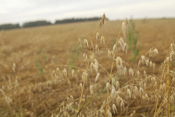 Field of ripe oats ears, before harvest. — Stock Photo, Image