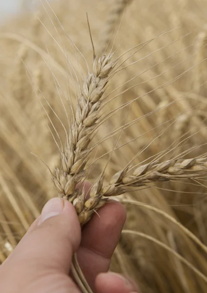 Rijp tarwe oren op een menselijke hand — Stockfoto