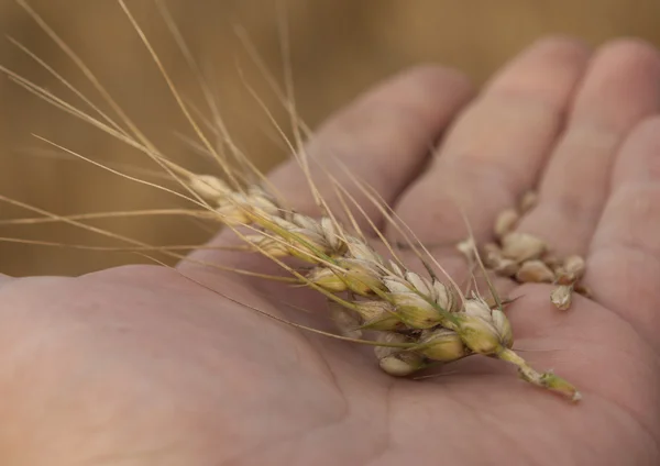 Reife Weizenähren auf menschlicher Hand — Stockfoto