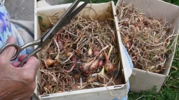 Las manos ancianas toman y cortan las cebollas secas para las plántulas del huerto — Vídeo de stock