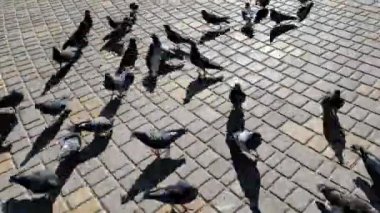 Zaman aşımı kaotik hızlı güvercinler dışarıda beslenirken hareket eder