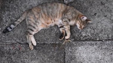Tekir kedi mırıldanır ve grunge çimento kaldırımında yatarken pençeleriyle yoğurur