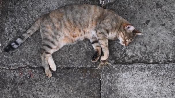 Tabby γάτα γουργουρίζει και ζυμώνει με τα πόδια, ενώ που για grunge τσιμεντένιο πεζοδρόμιο — Αρχείο Βίντεο