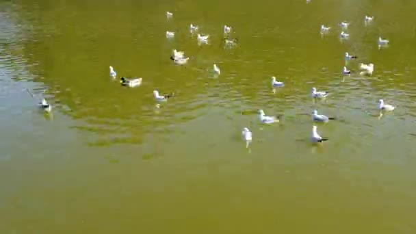 緑の水の上に餌を与えながら、混沌とした動きのカモメやアヒルの時間経過 — ストック動画