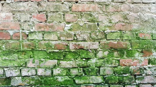 Old red brick wall with green molds and grunge cement joints. Brick textured background. Brickwork backdrop. Stone masonry wall surface closeup. Grungy textures