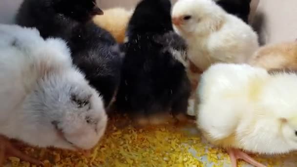 Klädda bebiskycklingar pickar efter näbbar. Söta fluffiga nyfödda fåglar — Stockvideo