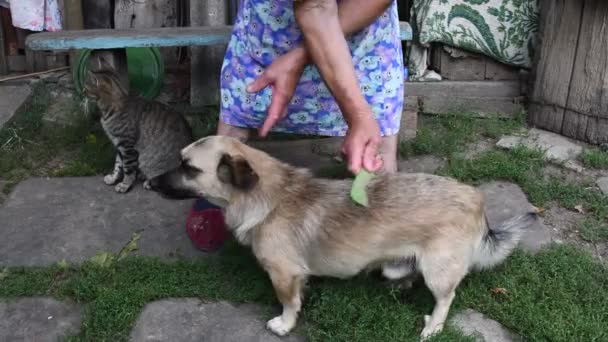 Oude vrouw kamt bont haar van een oudere hond uit in de achtertuin. Authentiek platteland — Stockvideo