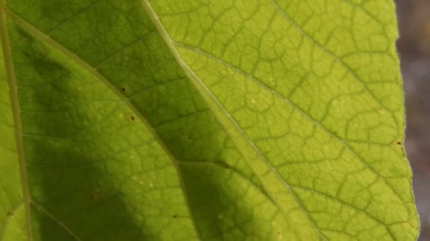 Leaf veins of Paulownia tree leaf fluttering in wind — Stock Video