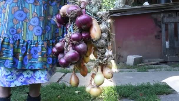 収穫されたタマネギ球根の束 — ストック動画