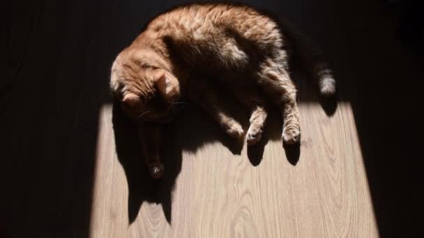 Κοφτερή σκιά κόκκινης γάτας ξαπλωμένη στο πάτωμα και κουνώντας την ουρά — Αρχείο Βίντεο