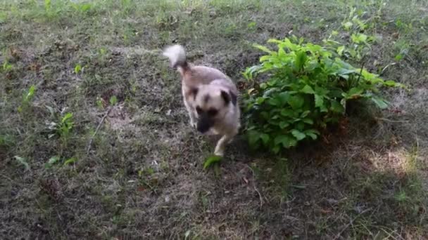 Kleine mix-ras senior hond plassen onder bush — Stockvideo