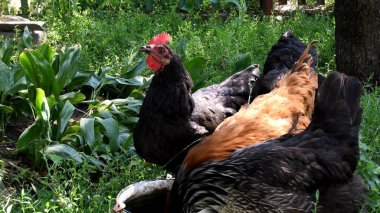 Siyah ve kahverengi tavuklar su içerken kırmızı armalı bir tavuk kameraya bakar. Tavuklar yemyeşil otlarla otlar. Kümes hayvanları.