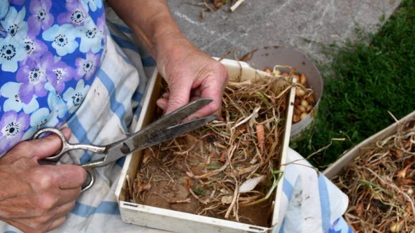 Mãos Mulher Mais Velha Cortam Pequenas Lâmpadas Cebola Com Velha — Fotografia de Stock