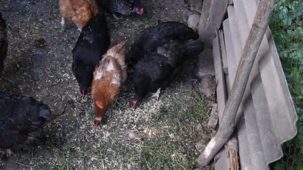 Pollos negros y marrones picotean grano y la hierba de la fila en el suelo — Vídeos de Stock