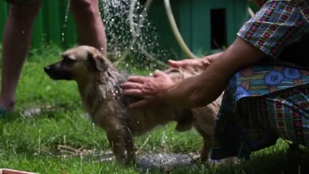 Kutyaelmosás elmosódott, csillogó vízcseppek a kerti tömlőből — Stock videók
