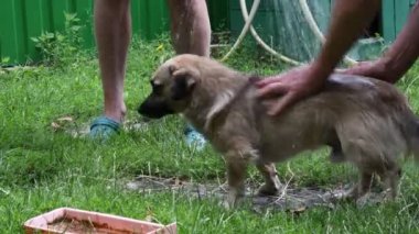 Bahçe hortumundan akan bulanık su damlalarının altında yıkanan köpek.