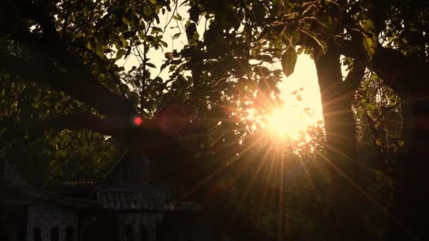 Tramonto ora d'oro in giardino. I raggi del sole sfondano il fogliame degli alberi — Video Stock