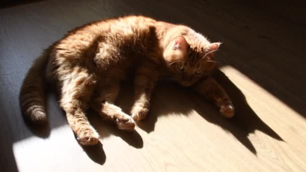 Zwarte schaduw van rode kat liggend op de vloer en schuddende staart — Stockvideo