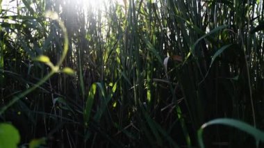 Nehirde büyüyen ve rüzgarda dalgalanan yeşil bulutların arasından güneş ışınları parlıyor.