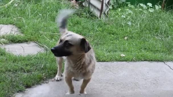 Gelukkige kleine mix ras hond kwispelstaart en weglopen — Stockvideo